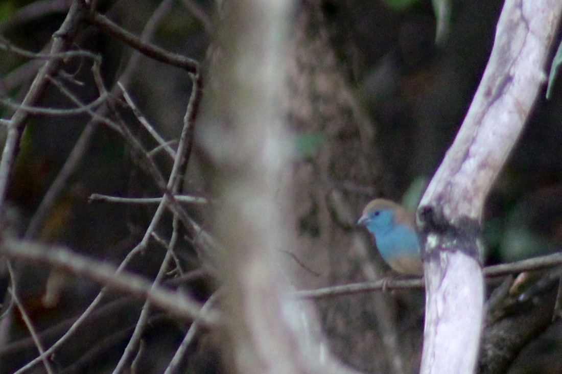 Southern Cordonbleu - Ella Seifert