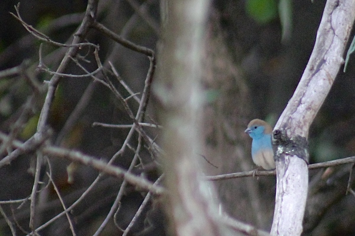 Southern Cordonbleu - Ella Seifert