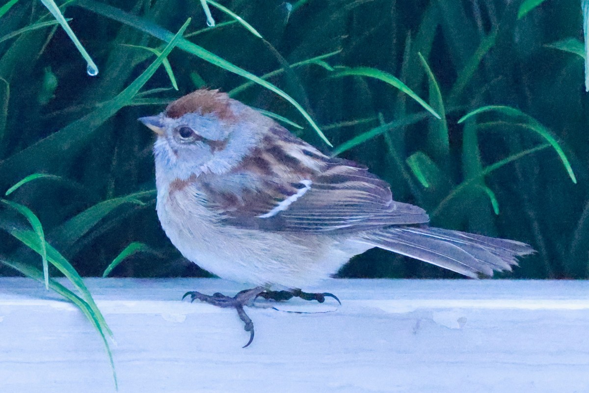 American Tree Sparrow - Jeff Skevington