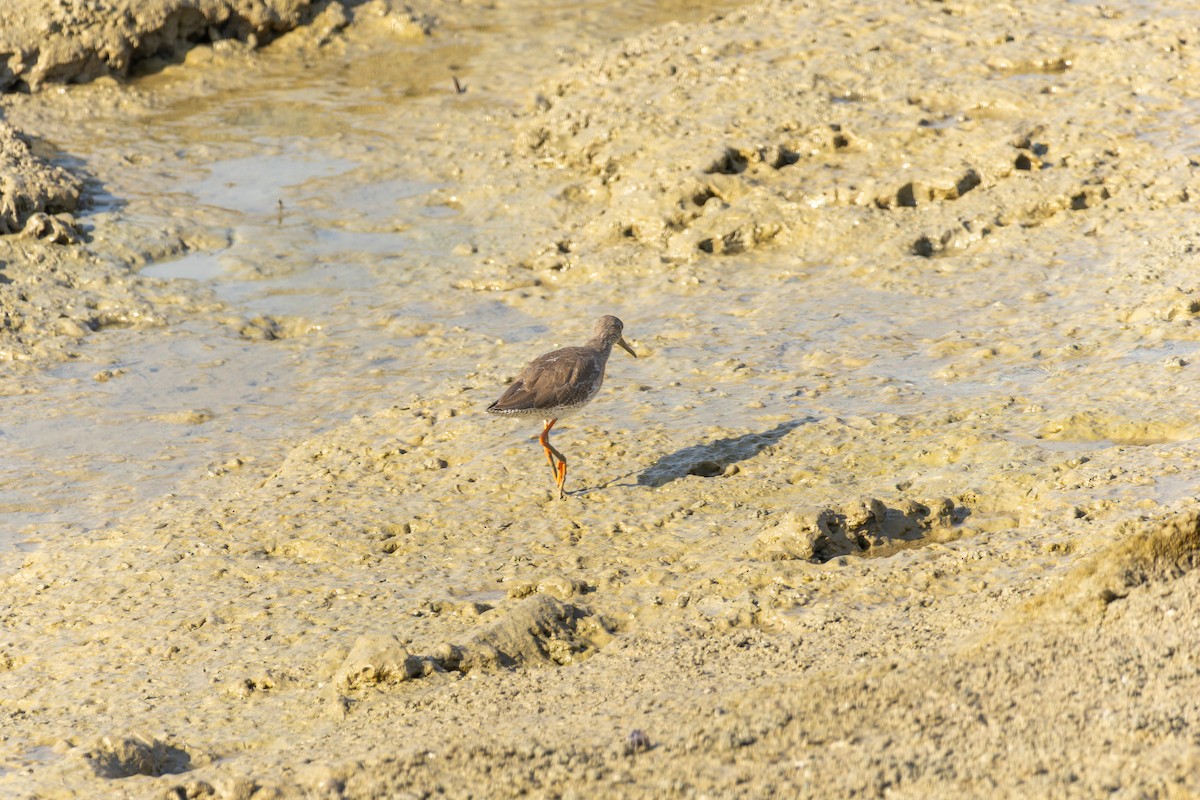 Common Redshank - ML618205425