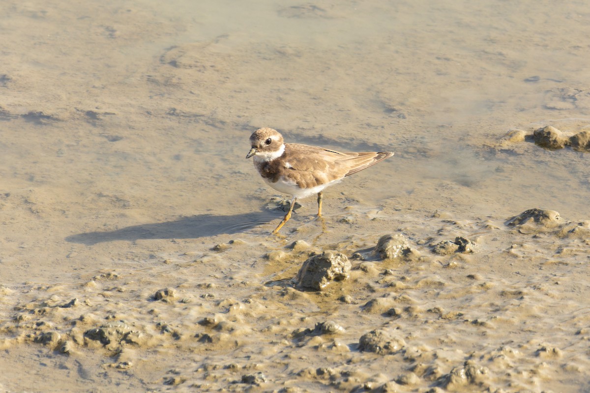 Common Ringed Plover - João Miguel Albuquerque