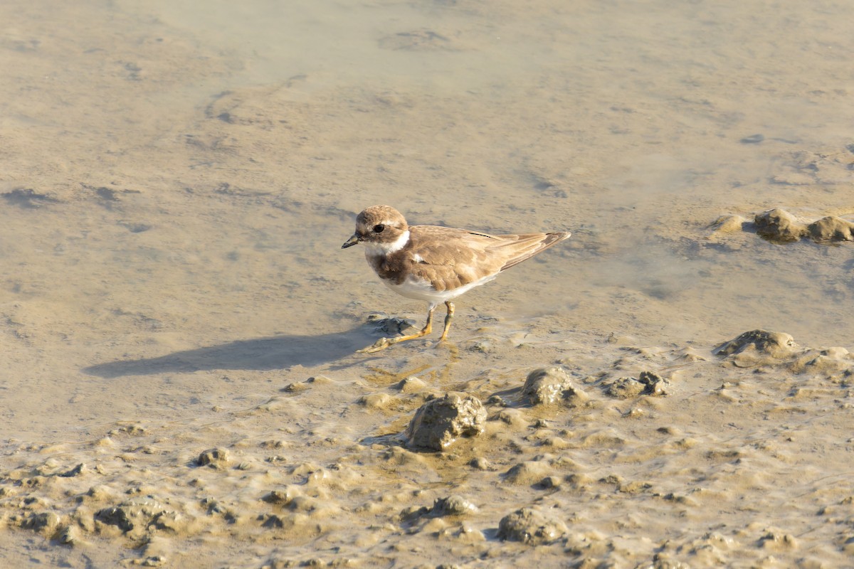 Sandregenpfeifer - ML618205430