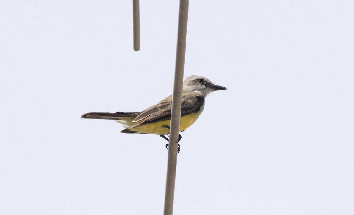 Tropical Kingbird - Eduardo Vieira 17