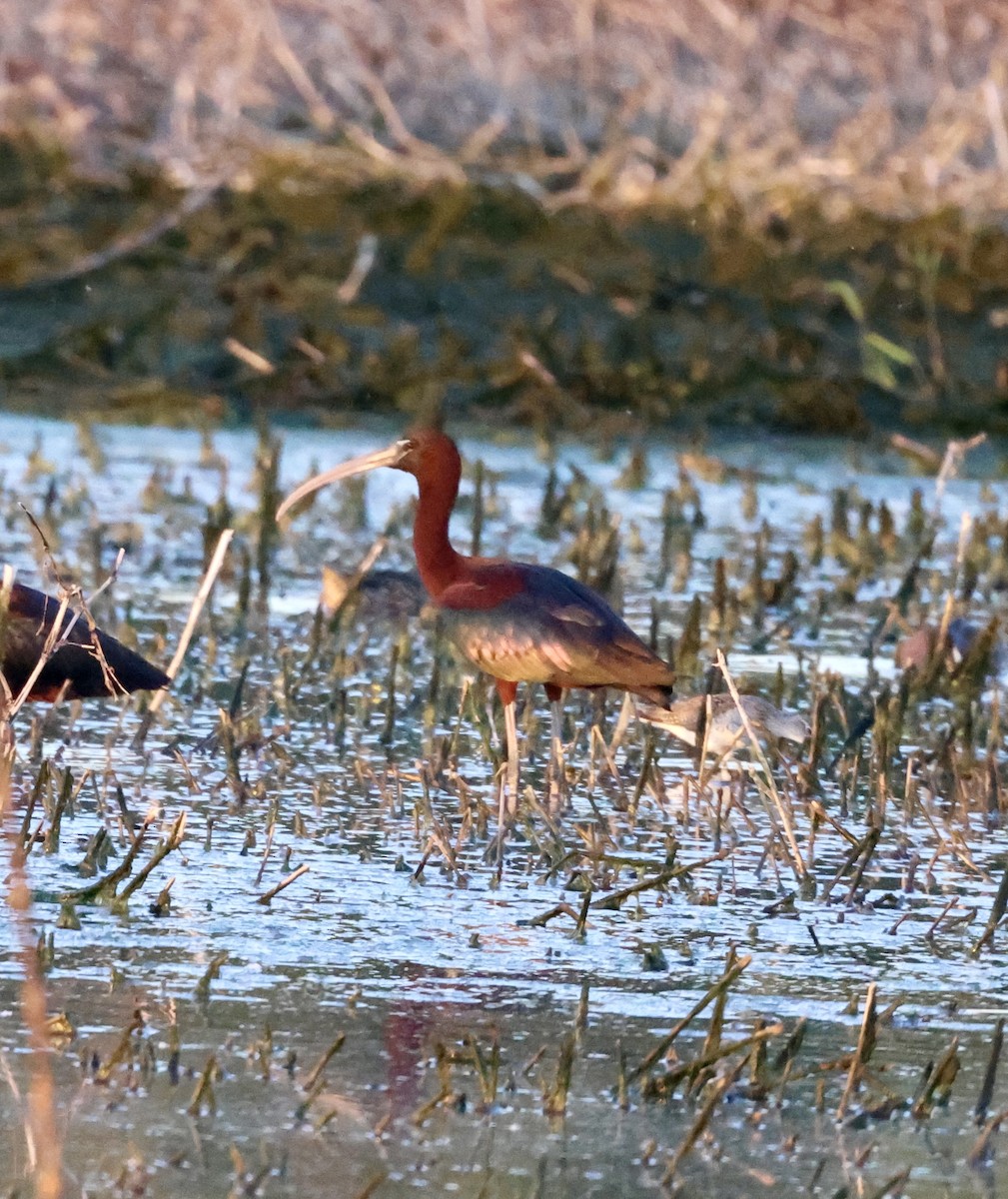 Glossy Ibis - Cheryl Rosenfeld