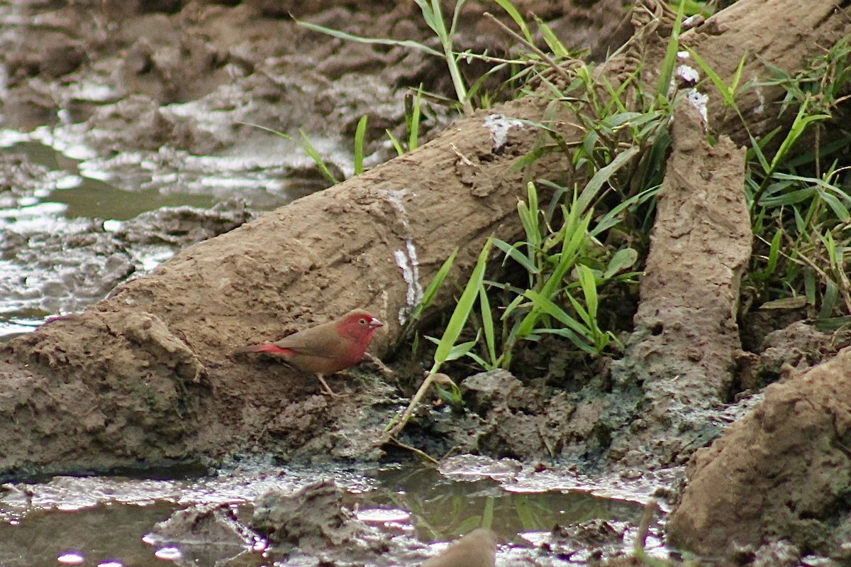 Red-billed Firefinch - ML618205450