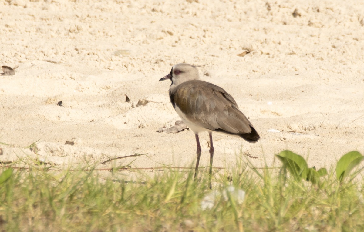 Southern Lapwing (lampronotus) - ML618205482