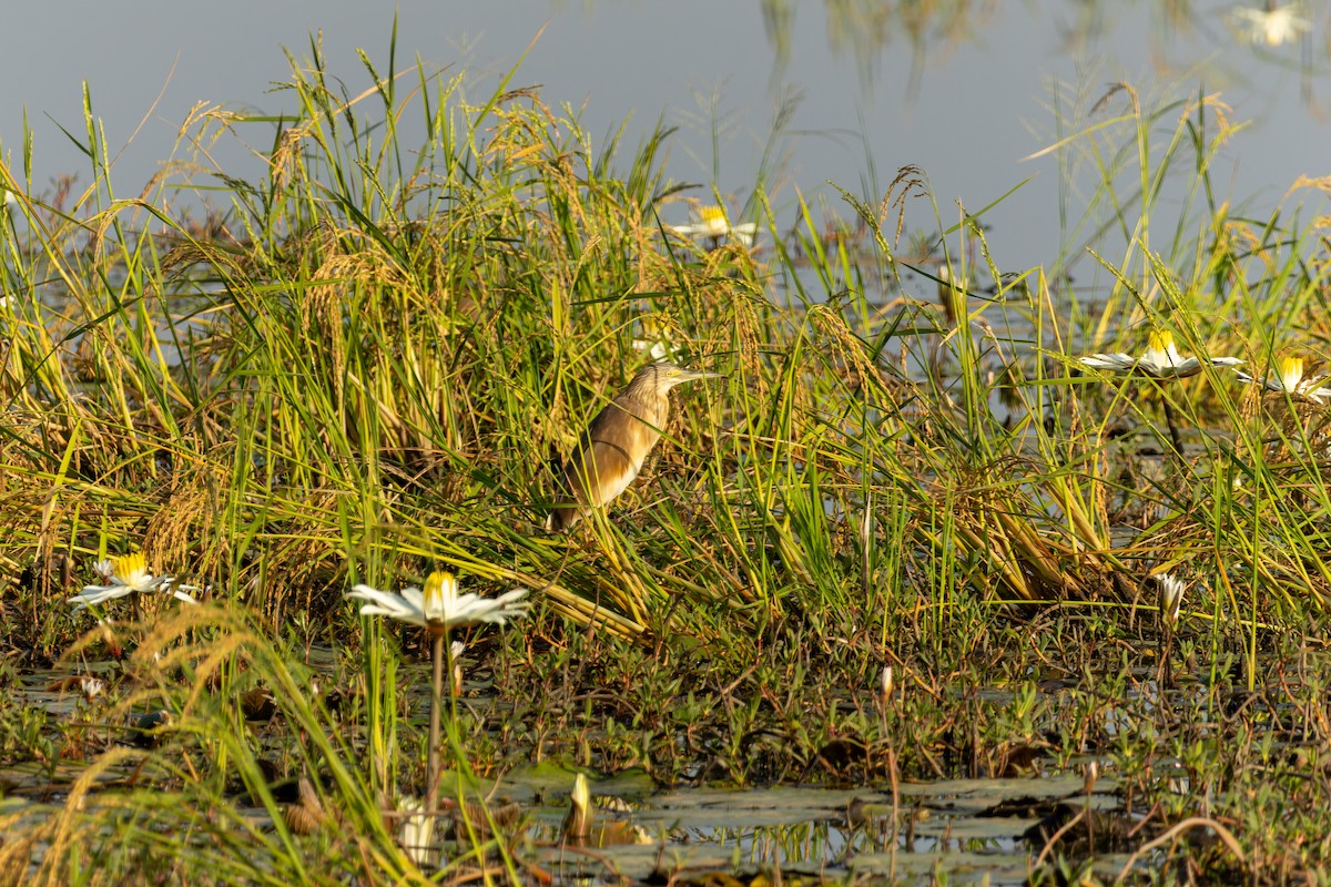 Squacco Heron - ML618205484