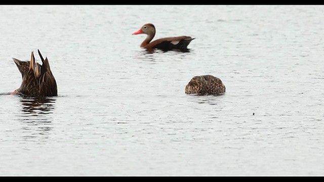 Canard brun - ML618205485