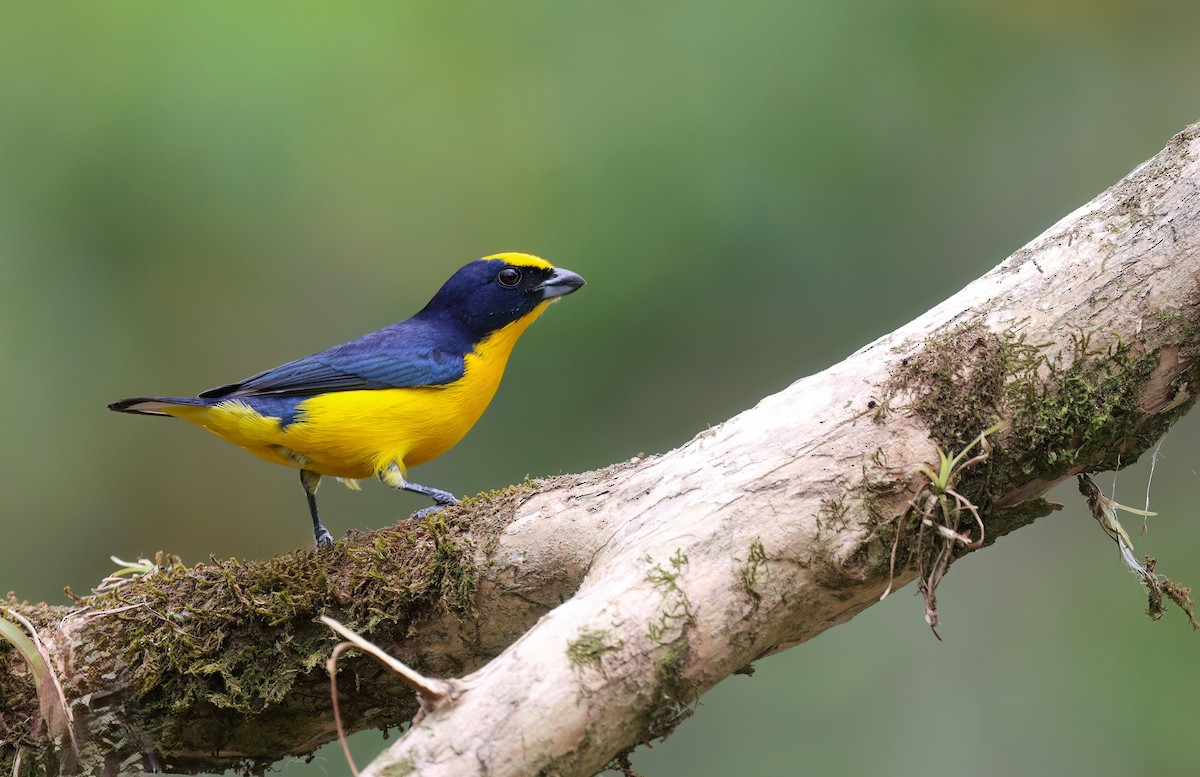 Thick-billed Euphonia - Channa Jayasinghe