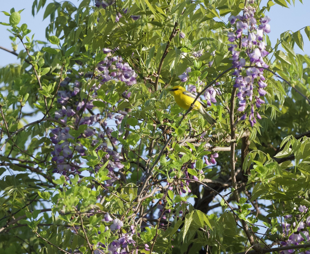 Blue-winged Warbler - Chad Hutchinson