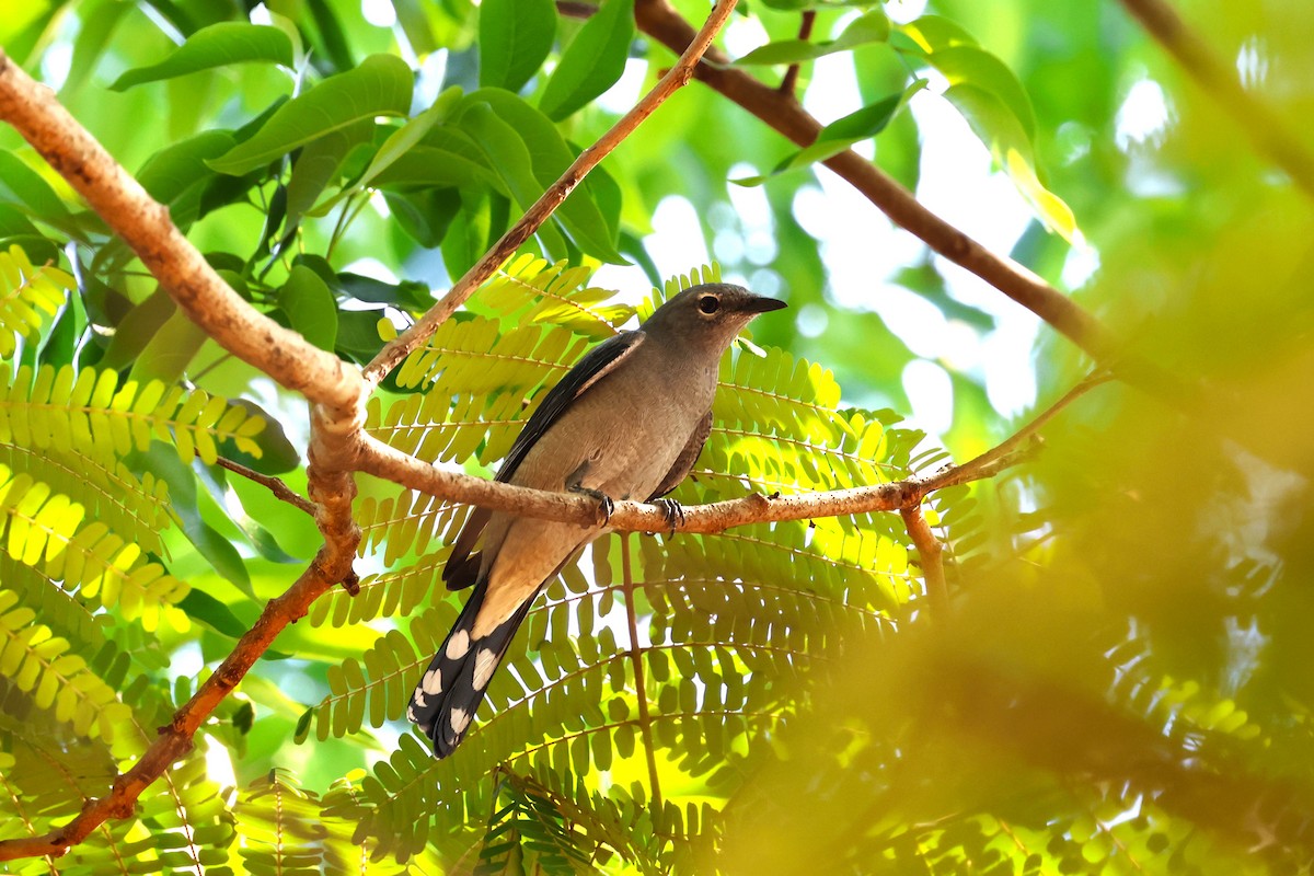 Black-winged Cuckooshrike - ML618205574