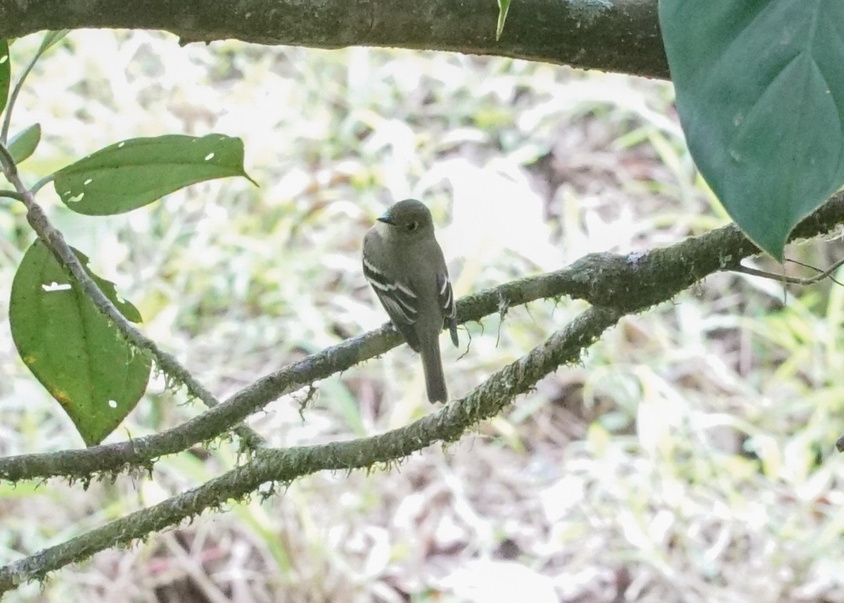 Yellow-bellied Flycatcher - Shawn Pfautsch