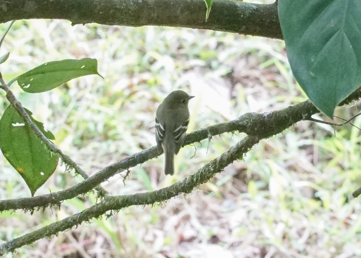 Yellow-bellied Flycatcher - Shawn Pfautsch