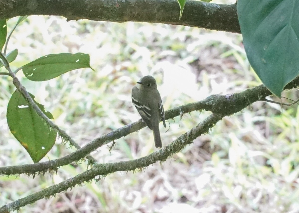 Yellow-bellied Flycatcher - Shawn Pfautsch