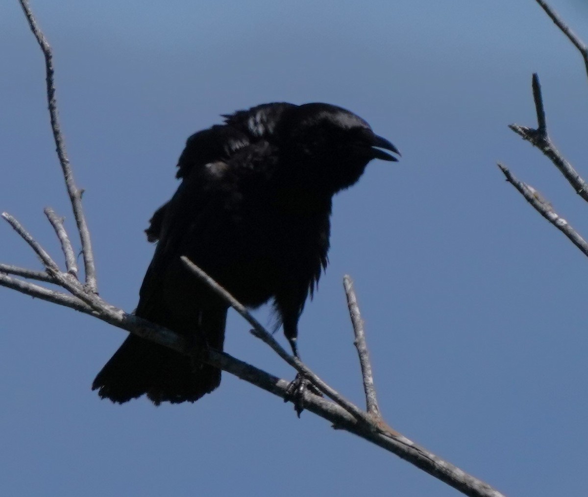 American Crow - Richard Block