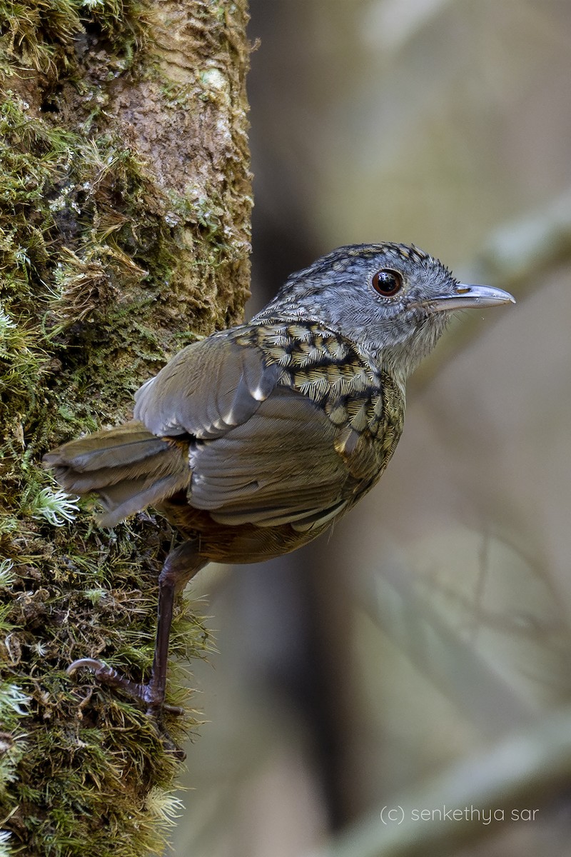 Streaked Wren-Babbler - ML618205715