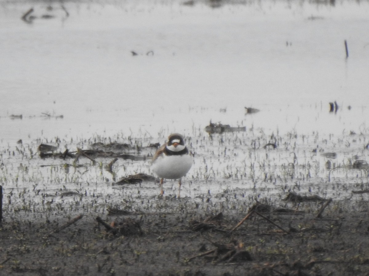 Semipalmated Plover - ML618205722
