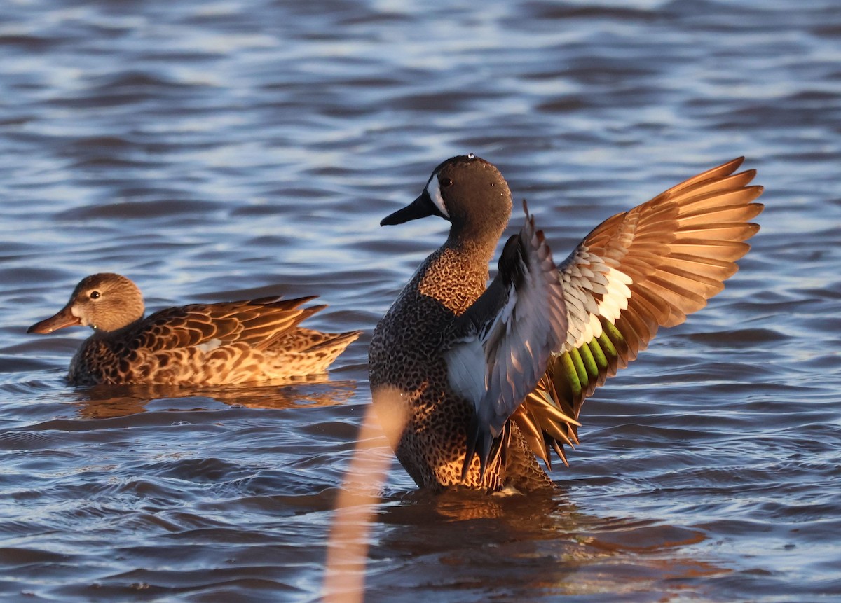 Blue-winged Teal - ML618205733