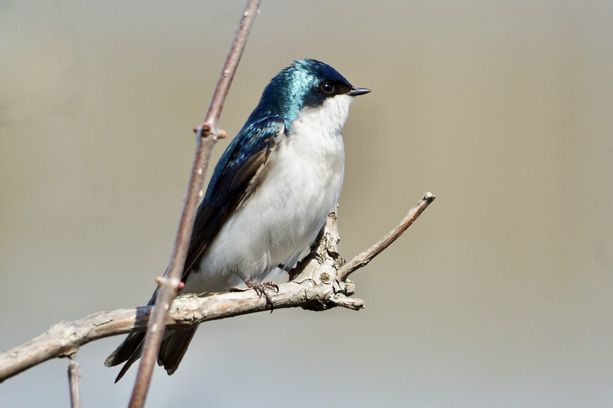 Tree Swallow - Laura Sisitzky