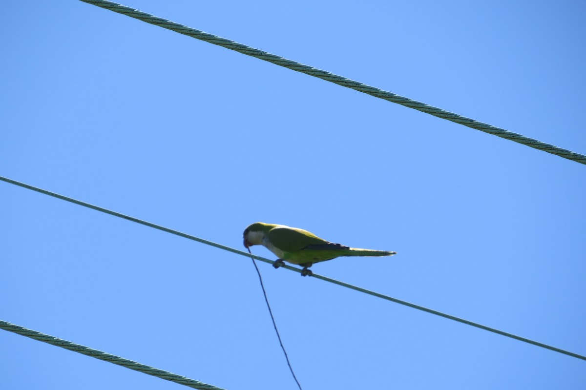 Monk Parakeet - ML618205847