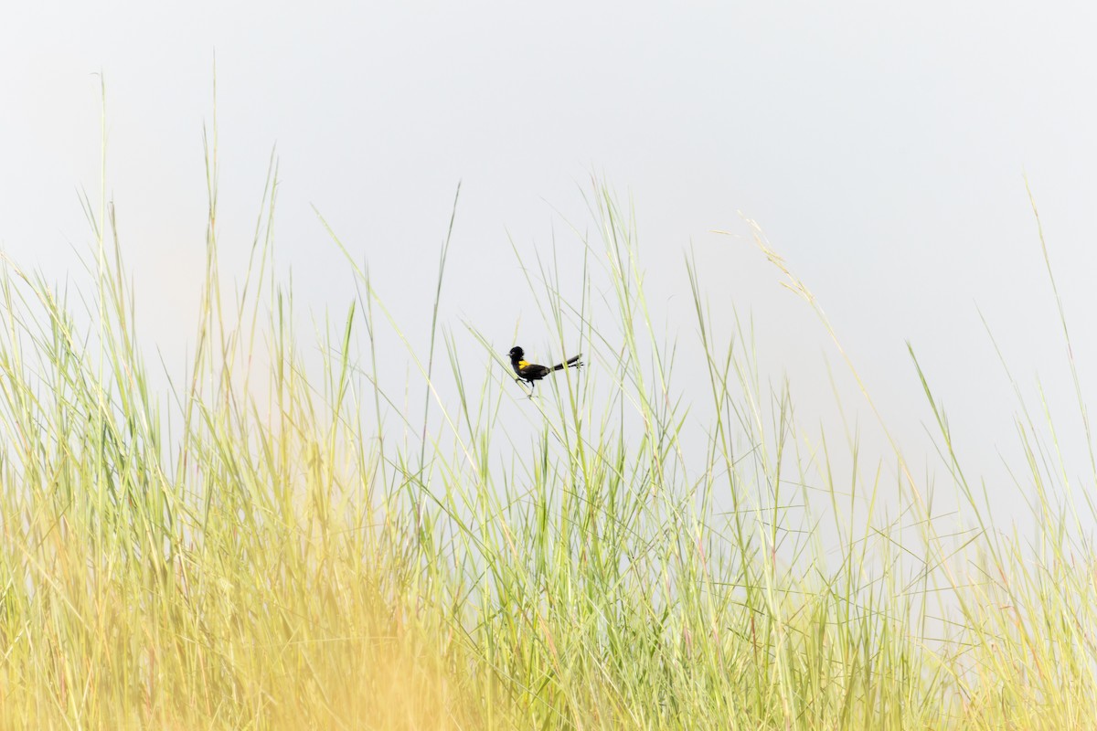 Yellow-mantled Widowbird - ML618205849