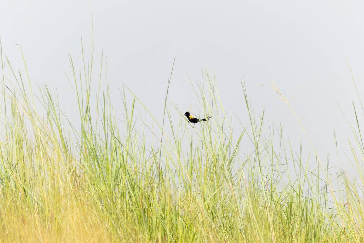 Yellow-mantled Widowbird - ML618205850