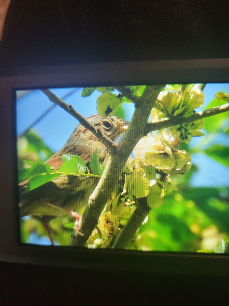 Lincoln's Sparrow - Julius Marinov