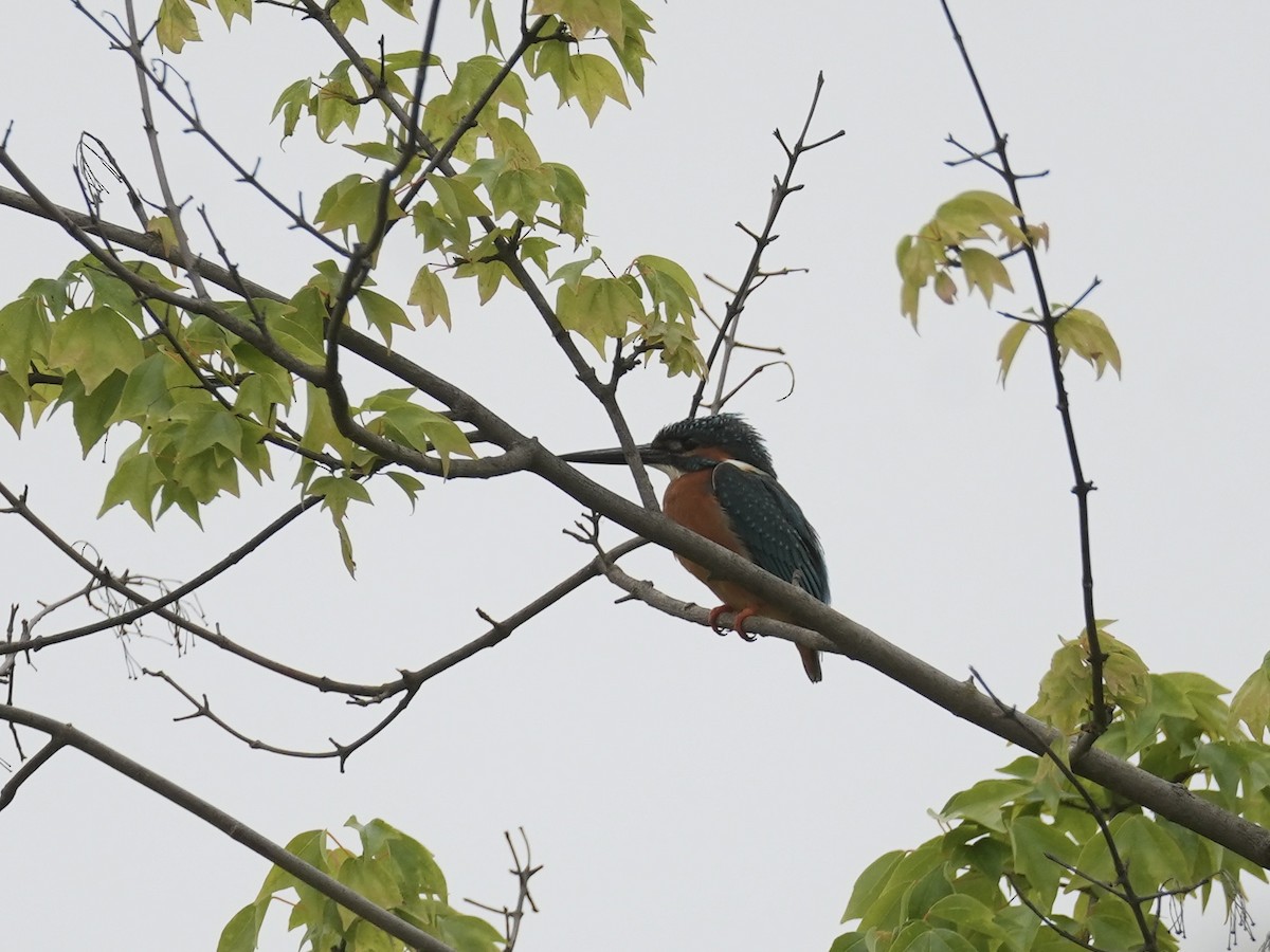 Common Kingfisher - ML618205918