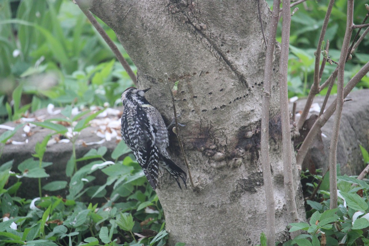 Yellow-bellied Sapsucker - ML618205944