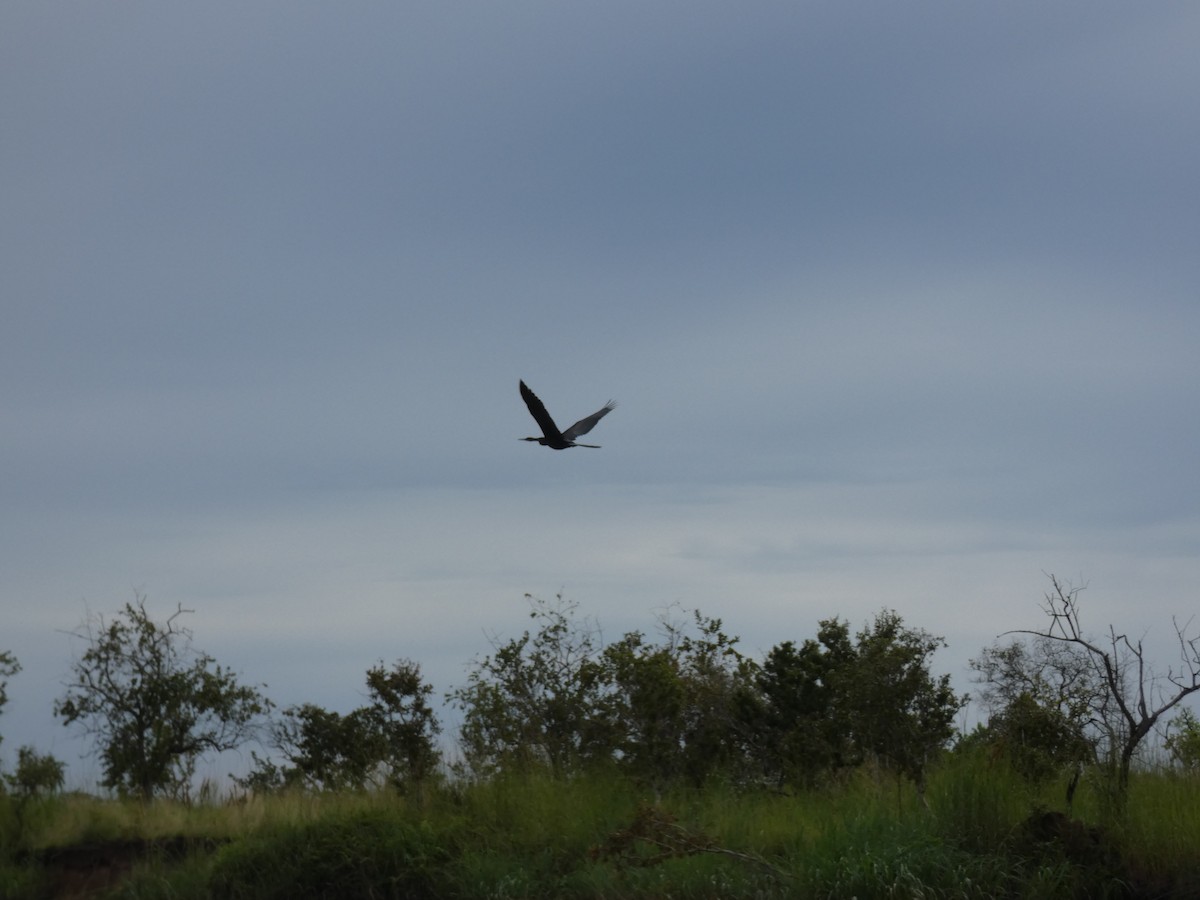 Afrika-Schlangenhalsvogel - ML618205956