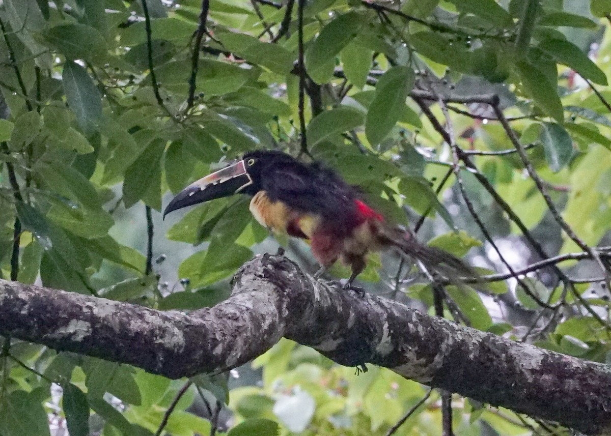 Collared Aracari - Shawn Pfautsch