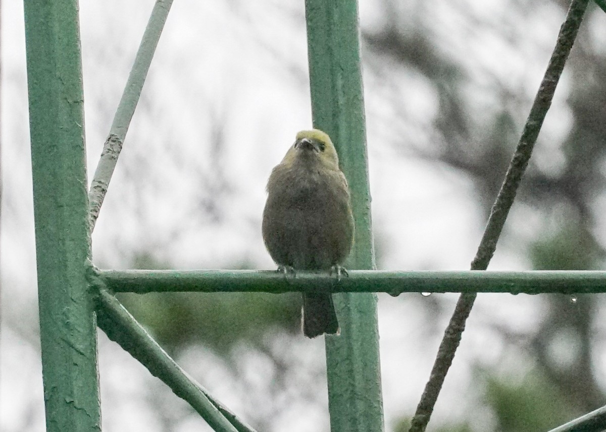 Palm Tanager - Shawn Pfautsch