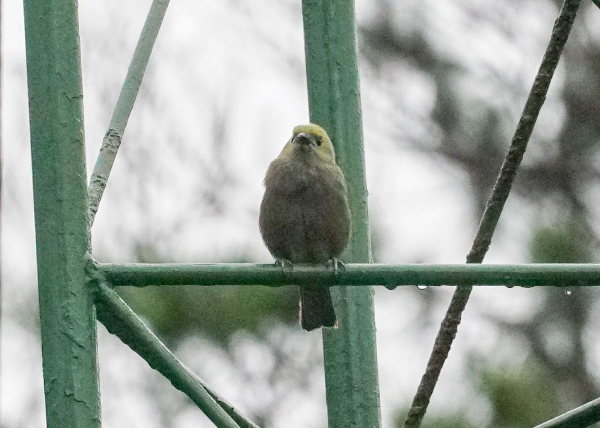 Palm Tanager - Shawn Pfautsch