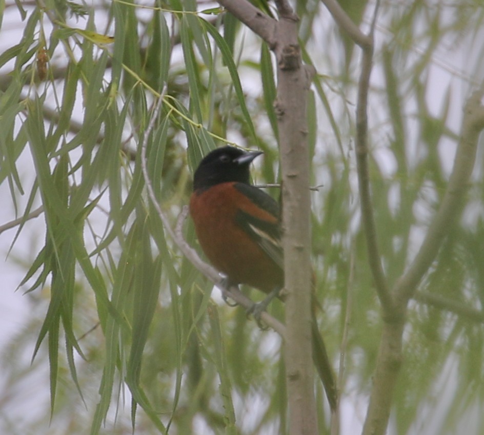 Orchard Oriole - Mark Wilson