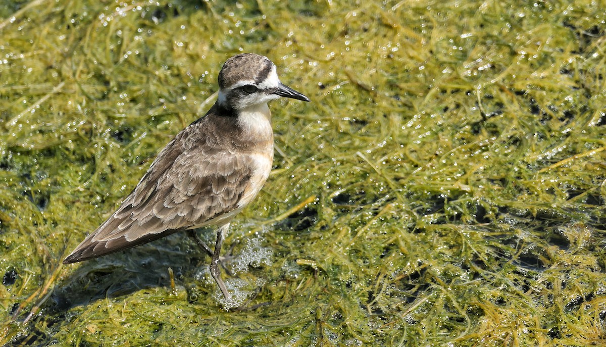 Kittlitz's Plover - ML618206121