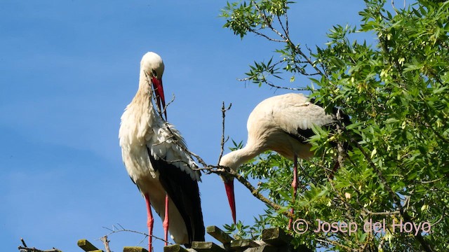 Cigogne blanche - ML618206123