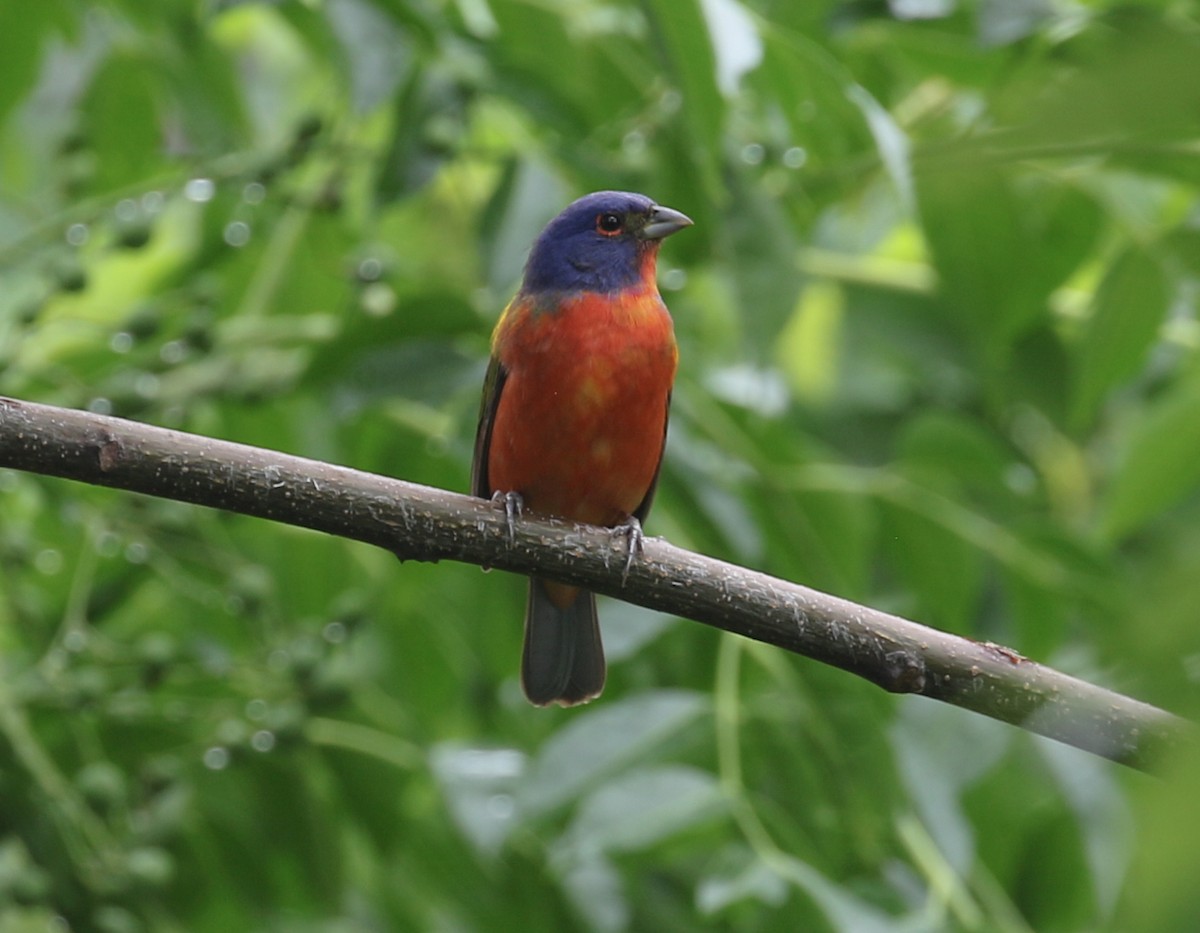 Painted Bunting - Mark Wilson