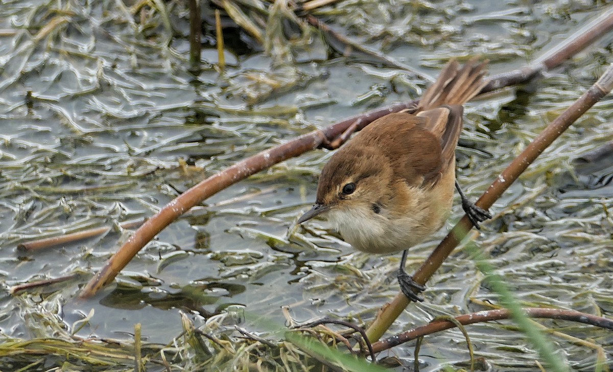 Lesser Swamp Warbler - ML618206147