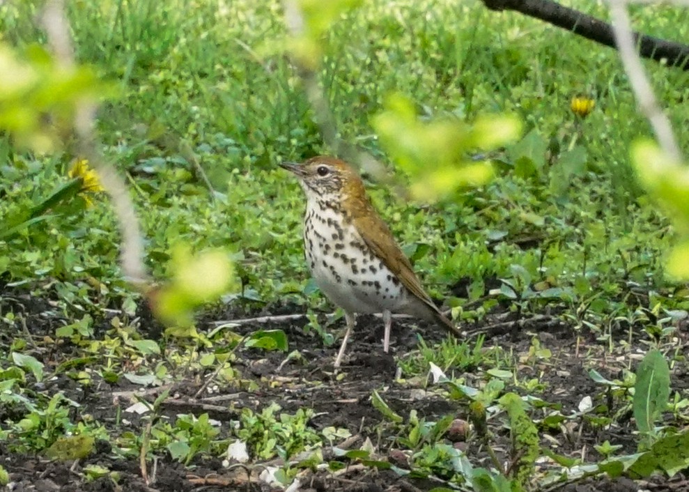 Wood Thrush - Shawn Pfautsch