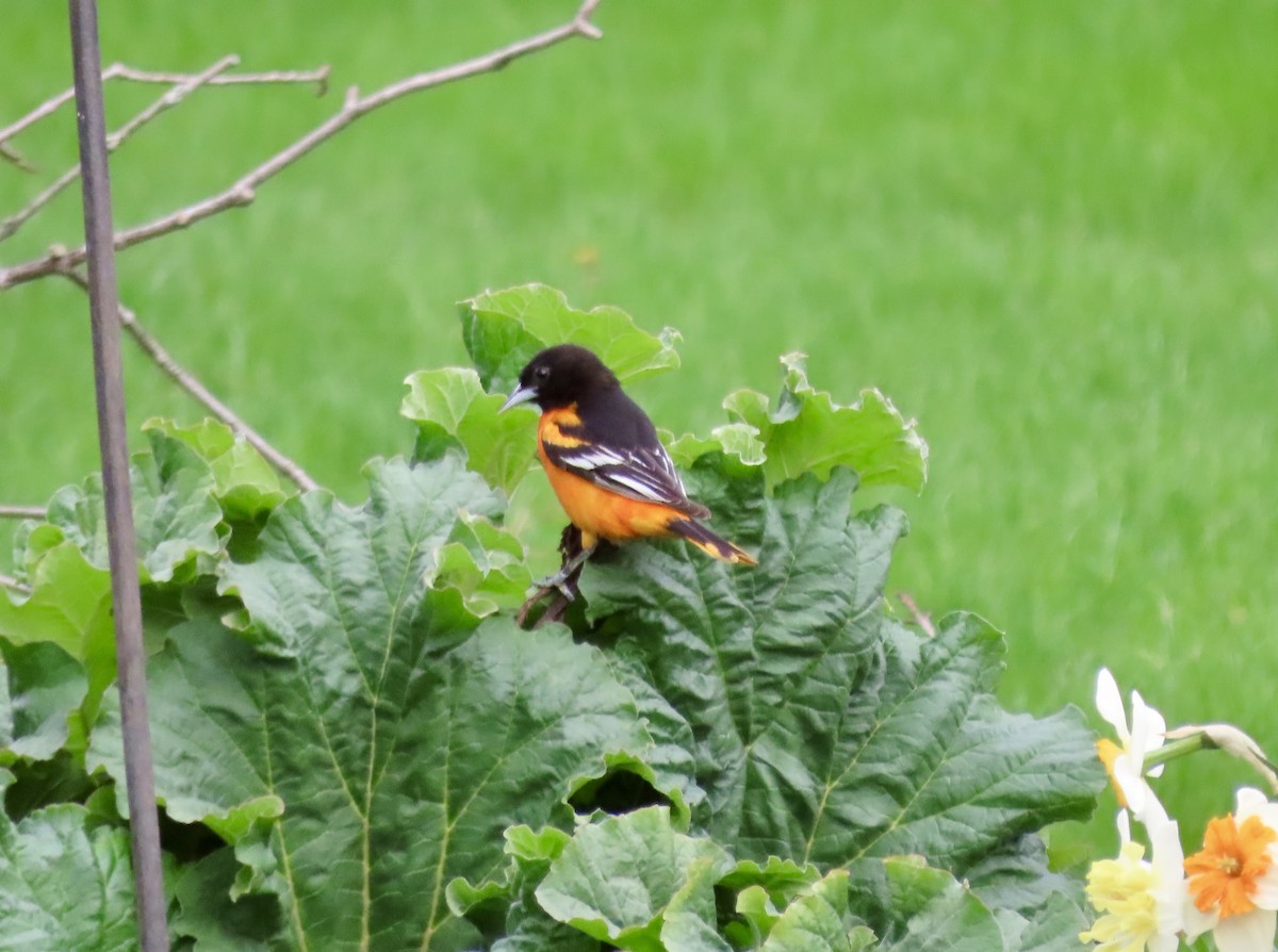 Baltimore Oriole - Eileen Wheeler