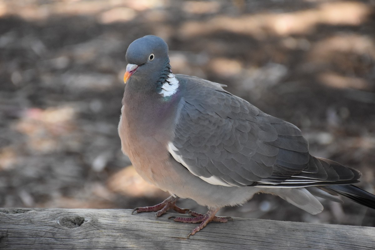 Common Wood-Pigeon - ML618206189