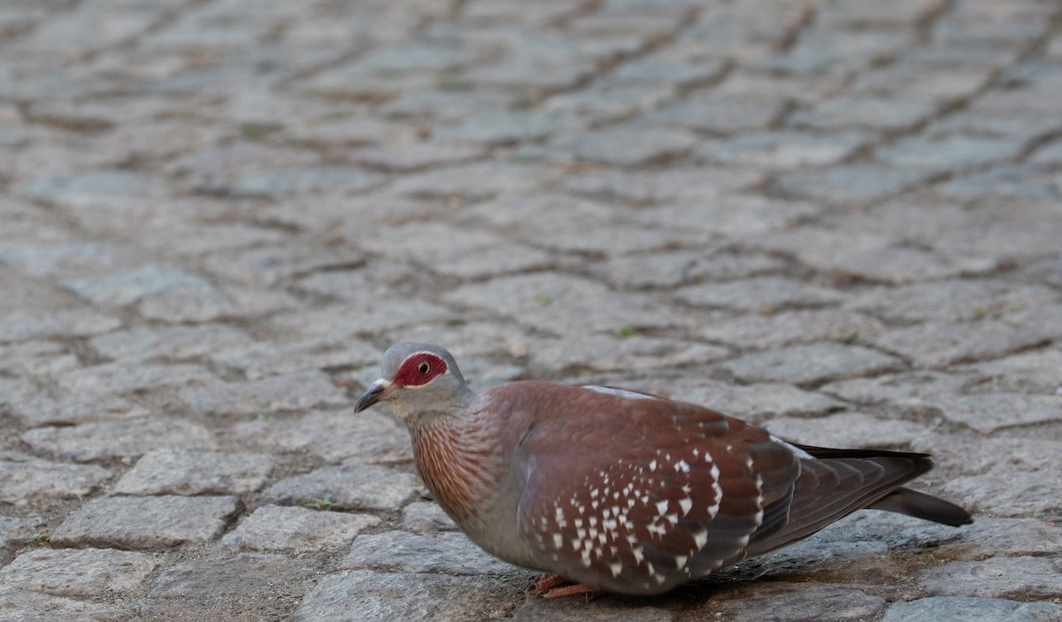 Speckled Pigeon - ML618206222