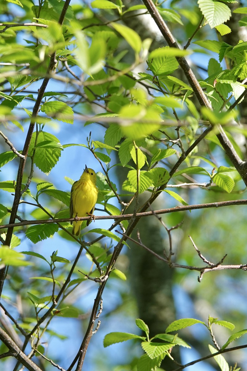 Yellow Warbler - Dwaine Talbot