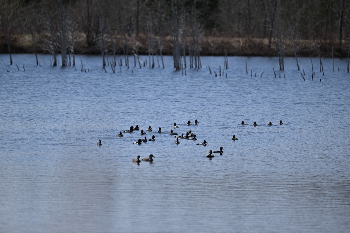 Ring-necked Duck - france dallaire