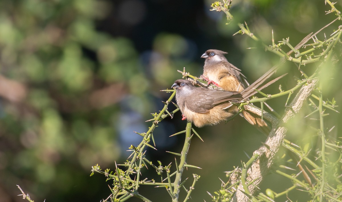 Speckled Mousebird - ML618206257