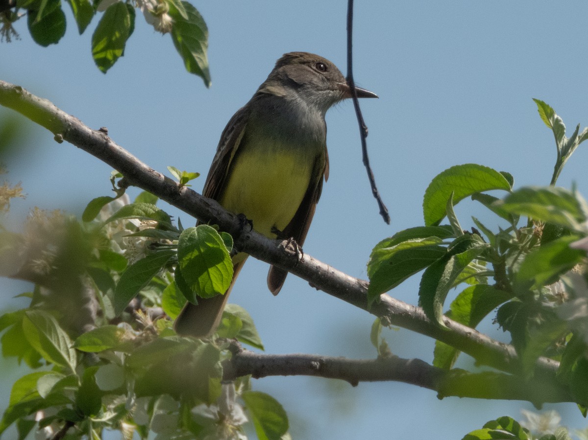 Great Crested Flycatcher - Ann Larson