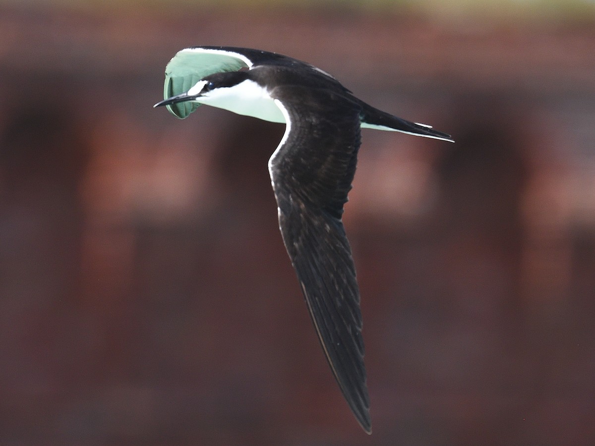 Sooty Tern - Thomas Dorazio