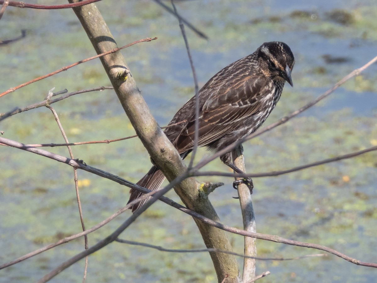 Red-winged Blackbird - Ann Larson