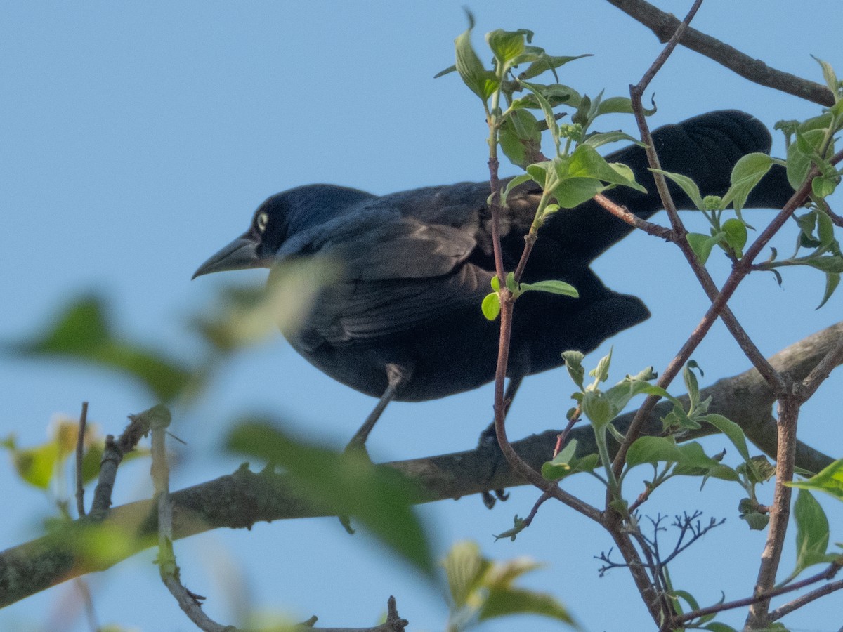 Common Grackle - Ann Larson