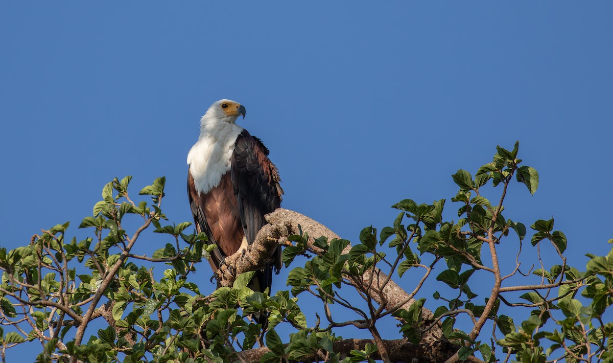 African Fish-Eagle - simon walkley